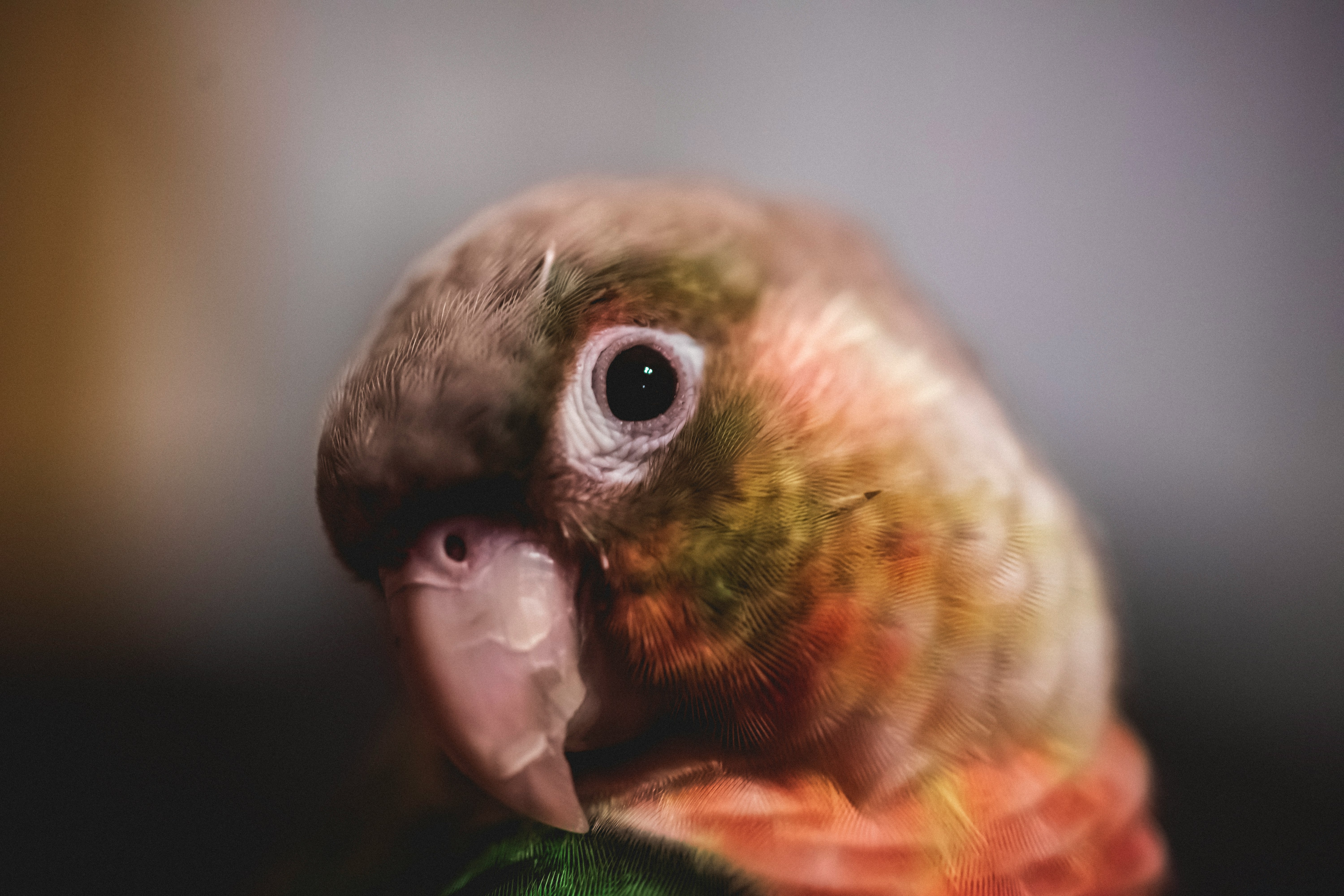 closeup photography of red and brown bird